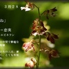 誕生花　３月２８日