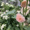 夏涼しげな「天使が遊ぶ庭」