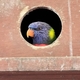 引きこもりデーなゴシキセイガイインコたち🐦 アドベンチャーワールド