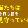 猫たちは今日も箱を見守っている