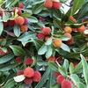 熟したヤマモモの実