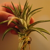 まだ小さい T.ionantha v. vanhyningii から子株が出てきた。