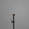 今日も頑張る手賀沼のカワセミ