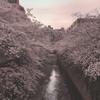 満開 神田川