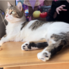 ゴロゴロするきなこもち特集55