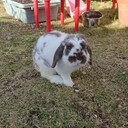 気まぐれキャンパー時々うさぎ