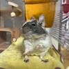 しろごまあん223日目