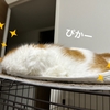 寝る前の読書は癒しだけれど、夜更かしは愛猫が許さない。