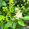 春の庭に咲く植物たち