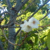 コブクザクラ開花．．１１月頃と２月頃に咲く桜