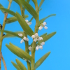 Appendicula angustifolia