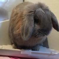うさぎの盲腸便と硬便との違いとは うさぎの食ふんについて うさぎさんとモフモフな日々
