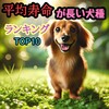 平均寿命が長い犬種ランキング