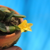 Cattleya cerunua f.aurea