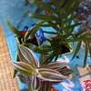 ダイソーでミニ観葉植物