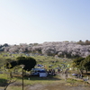 横浜 根岸森林公園でお花見散歩