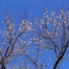 春本番