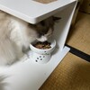 どんより曇り空でのんびりふくちゃん