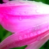 雨が止み草花は震え