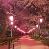 桜と菜の花と夜空の競演〜権現堂の夜桜〜