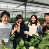 完熟いちご🍓狩り情報　3月2日(月)休園日です‼️✨