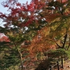 京都の紅葉～京都府立植物園～