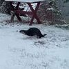 キツネにカワウソまで！雪ではしゃぐ動物たちの動画がかわいい