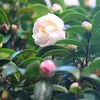 白い山茶花が咲いたよ