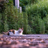 地元住宅街のねこさん