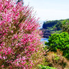 ５月の風に誘われて海辺の公園にやってきました　薔薇の花
