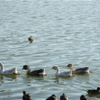 袖ヶ浦公園の近況