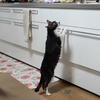 【にゃん】2026年３月＿猫（ちょび）が亡くなるまで：最期にむかって