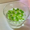 ドワーフアマゾンフロッグピット植栽2カ月目