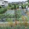 自家の畑で農作業