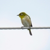 ベランダからの花鳥風月