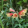 アルストロメリア　プルケラ(Alstroemeria pulchella)