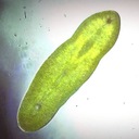 ダーウィンのみみずとスキナーのねずみ