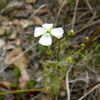 イシモチソウの白い花