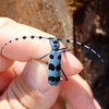 土場巡りで出会った生物