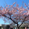 地元の「桜川公園」で満開の「河津桜」見物！！（２）