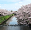 「海老川の桜」桜、咲き乱れ
