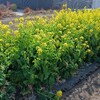菜花で緑肥