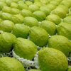「芭」の秘密：意味・読み方から名前選びまで徹底解説！