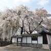 上宮寺　シダレザクラ