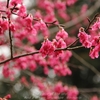 偕楽園・好文亭の寒緋桜・・