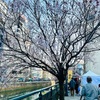 お花見も！納屋橋での日本酒祭り２０２４春
