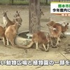 熊本市動植物園　部分開園へ