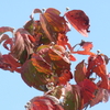 花水木の紅葉