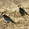 2羽のタゲリ