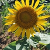 40代後半　趣味　園芸？？　ひまわり🌻
